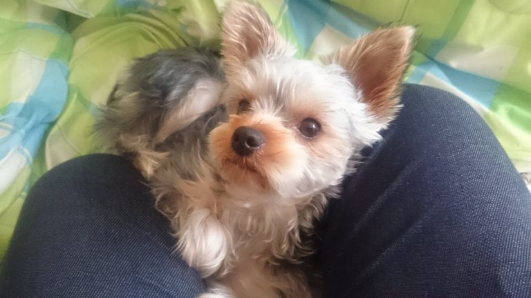 愛犬チビコ